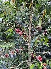 Sidra Bourbon Colombia Yeşil Kahve 1 Kg