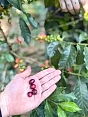 Sidra Bourbon Colombia Yeşil Kahve 1 Kg