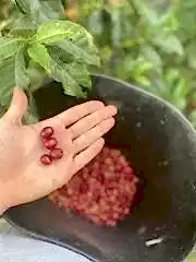 Sidra Bourbon Colombia Yeşil Kahve 1 Kg