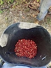 Sidra Bourbon Colombia Yeşil Kahve 1 Kg