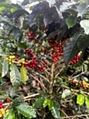 Sidra Bourbon Colombia Yeşil Kahve 1 Kg