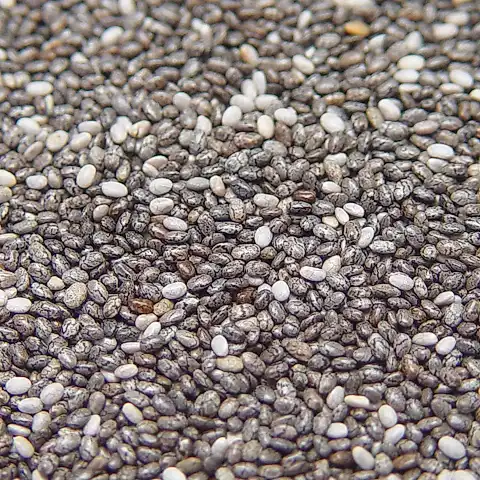 Chia Tohumu 1 Kg (Ciha-Çia)