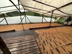 Monteblanco  Nectar Citrilus