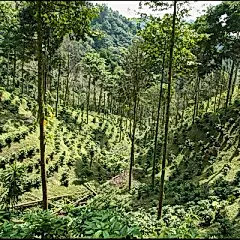 Guatemala Antigua Pastoral